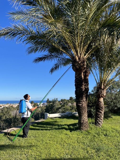 Tratamientos contra picudo rojo Mantenimiento de Propiedades, Jardines y Piscinas en Denia y alrededores